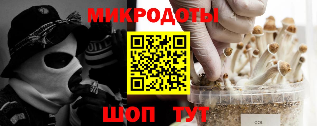 Псилоцибиновые грибы Psilocybe Волгодонск